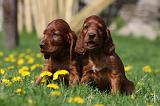 SETTER IRLANDAIS 182